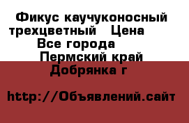 Фикус каучуконосный трехцветный › Цена ­ 500 - Все города  »    . Пермский край,Добрянка г.